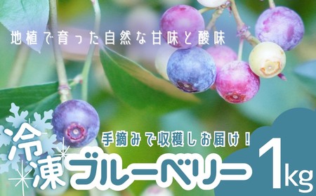 無農薬 ブルーベリー 冷凍 1kg ベリー【mnak0002A】
