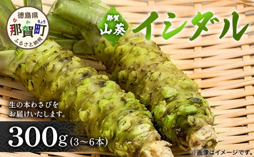 那賀わさび (イシダル) 約300ｇ 3～6本【徳島県 那賀町 生産者直送 産地直送 本わさび わさび ワサビ 生わさび 山葵 野菜 香味野菜 国産 イシダル 薬味 調味料 万能 新鮮】FN-13