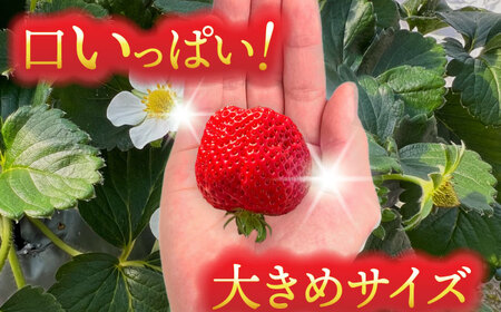 ヒラノイチゴ 500g×2パック 計1kg　いちご　フルーツ　果物　愛西市/平野苺[AEAY001]