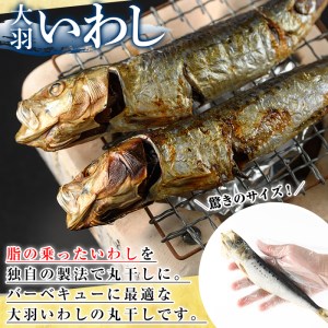 鹿児島県阿久根市産干物！大羽いわし丸干し(20尾)国産 鹿児島県産 魚介 魚貝 海産物 水産加工物 惣菜 簡単調理 セット 小分け【川本商店】a-12-132