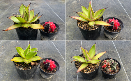 ギムノカリキウム ミハノビッチ ＆ アガベ チアペンシス 各1株 Gymnocalycium mihanovichii＆Agave chiapensis　長与町/アグリューム[EAI305]