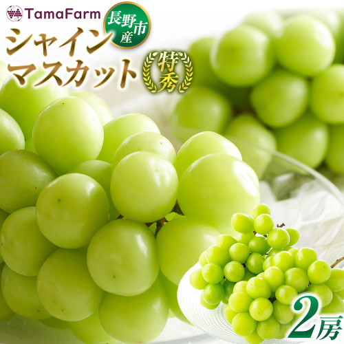 タマファーム　長野市産シャインマスカット【特秀】2房【2026年9月中旬以降出荷分】（タマファーム） |  シャインマスカット ぶどう 葡萄 フルーツ 果物 家庭用 人気 おすすめ  送料無料  長野県 長野市 信州 信濃 ふるさと納税