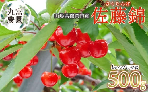 【令和8年産先行予約】 さくらんぼ 佐藤錦 Lサイズ バラ詰め 500g　山形県鶴岡市産　丸富農園