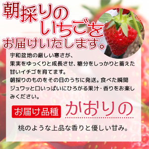 ＜農家厳選 新鮮朝採り 宇和いちご 大粒 3箱（合計約2kg）＞ イチゴ 苺 果物 フルーツ ストロベリー かおりの かおり野 直送 かんちゃん農園 愛媛県 西予市【冷蔵】『2026年2月上旬～5月末