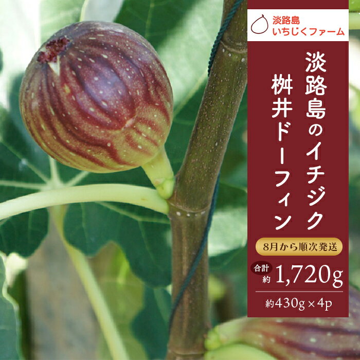 【ふるさと納税】淡路島のイチジク　桝井ドーフィン【発送時期2026年8月中旬～9月上旬・お届け日指定不可】
