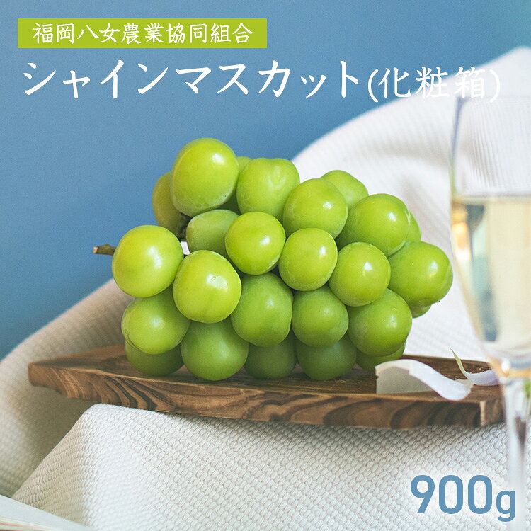 【ふるさと納税】シャインマスカット900g化粧箱 【期間限定】ぶどう ブドウ 葡萄 マスカット フルーツ 果物 種なし 皮ごと 高糖度 ギフト 贈り物 贈答 プレゼント 期間限定 先行予約【2026年9月より順次発送】