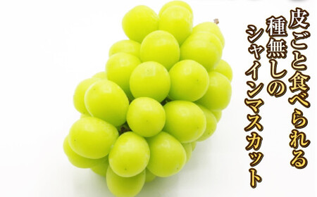 岡山シャインマスカット 2～4房 1.5キロ以上【2026年9月上旬～10月下旬まで順次発送予定】【シャインマスカット シャイン マスカット 人気フルーツ 岡山フルーツ おすすめフルーツ 岡山県 倉敷