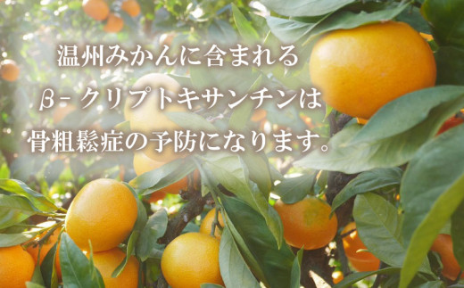 先行予約 愛媛みかん 10kg 24000円 愛媛 みかん 温州みかん こたつ みかん mikan 蜜柑 ミカン 家庭用 贈答用 ギフト プレゼント お歳暮 産地直送 国産 農家直送 糖度 期間限定 