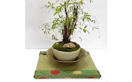 たたみ ばらの小畳（銀白色・引目×薔薇縁） 1枚 福山市/畦崎畳商工株式会社 畳 インテリア 和風 和モダン たたみ[BADP004]