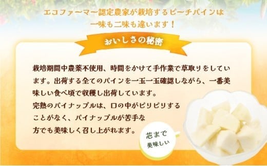 2026年 先行予約 西表島の完熟ピーチパイン 6kg (5～8玉)【嘉本商店 完熟 果物 フルーツ】お届け：5月中旬～6月中旬頃【042-a004】
