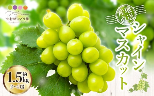 【先行予約】中村柿ぶどう園 シャインマスカット 2房から4房 （約1.5kg） 【2026年8月下旬～9月下旬より順次発送予定】 葡萄 ぶどう ブドウ 果物 くだもの フルーツ 果実 福岡県 うきは市 冷蔵