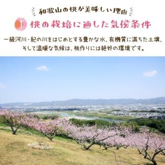 フルーツ王国 和歌山 の 桃 約2kg（fr-06）_ 先行予約 2025年6月中旬から7月下旬発送【MS107】