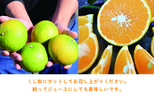 【先行予約】希少柑橘「スイートスプリング」5kg [化粧箱] 果物 フルーツ くだもの 柑橘 オレンジ みかんジュース おすすめ ギフト 贈り物 贈答 プレゼント おすそ分け おやつ スイーツ デザー