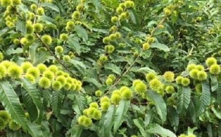 茹で 七立 栗 黒潮町 産（冷凍） 200g×4パック ［1314］