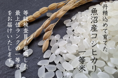 《 令和7年産 新米 》 定期便 5kg × 3ヶ月 魚沼産コシヒカリ 一等米 ( 慣行栽培 )