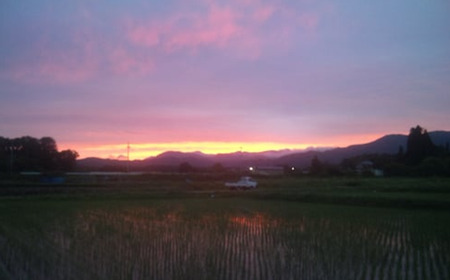 【令和8年産先行予約！】特別栽培米コシヒカリ　白米　5kg　6か月定期便(計30kg)　[米・食味分析鑑定コンクール国際大会 特別優秀賞受賞]　【07208-0811】