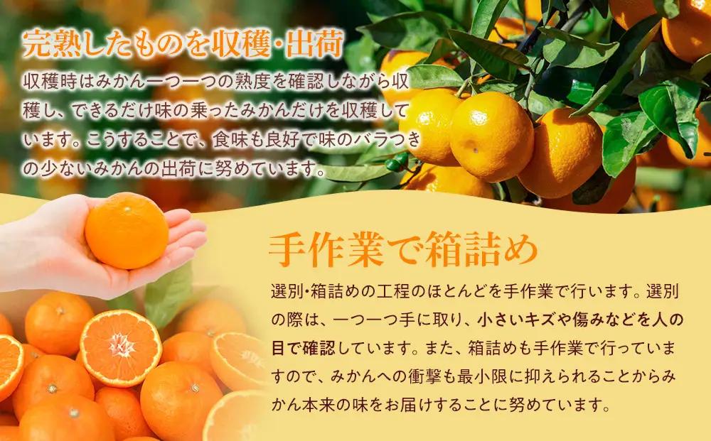 完熟 アルギット みかん 3kg S ～ M サイズ みかん