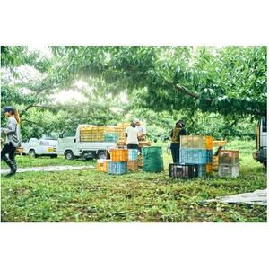 先行受付!【2026年7月発送開始】桃の産地山梨からお届け　ピーチ専科ヤマシタの桃　3kg【配送不可地域：離島】【1707806】