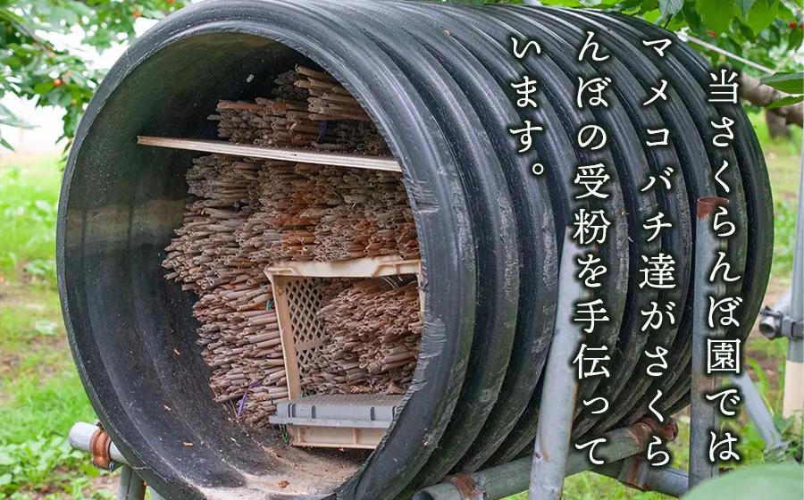 【令和9年産】さくらんぼ 紅秀峰 バラ詰め 2Lサイズ 1kg (500g×2) 山形県鶴岡産 鈴木弥吉さくらんぼ園 K-969