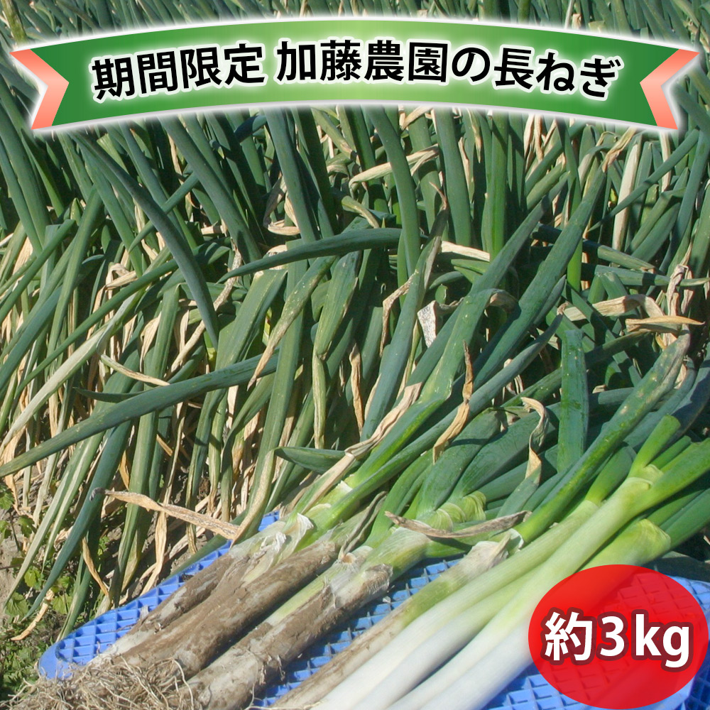 産地直送！加藤農園の長ねぎ 約3kg【12月下旬より順次発送】｜数量限定 期間限定 長ネギ 葱 白ねぎ 白ネギ 野菜 国産 甘楽町産 群馬県産 [0259]
