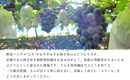 ＜西予の美味しいぶどう セレクトセット／ベリーA 約2kg＞ 果物 くだもの フルーツ ぶどう 葡萄 ブドウ セット 野菜ソムリエ 食べて応援 特産品 産地直送 西予ぶどう倶楽部 愛媛県 西予市【冷蔵