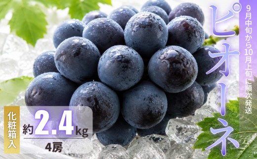 ピオーネ 岡山 約2.4kg 4房  新見【 先行予約 2026年9月中旬～10月上旬発送】