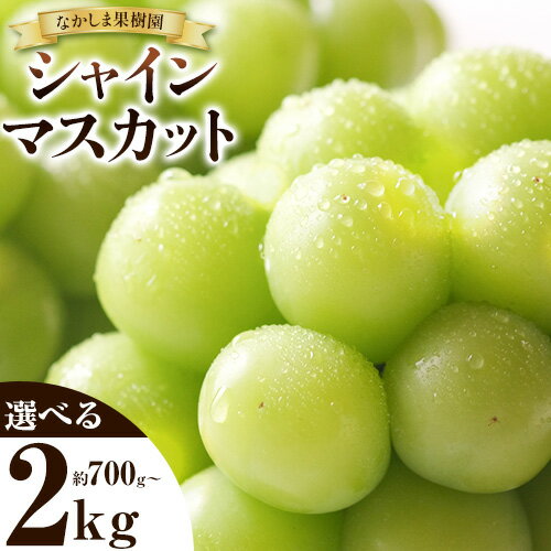 【ふるさと納税】 シャインマスカット 約700g （ 1房 ） または 約1.8kg 〜 約2kg （ 3〜4房 ） マスカット ぶどう 葡萄 フルーツ 果物 旬 なかしま果樹園 《8月下旬-9月末頃出荷》 熊本県 荒尾市 ギフト
