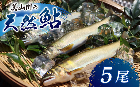 美山川の天然鮎 5尾【鮎】