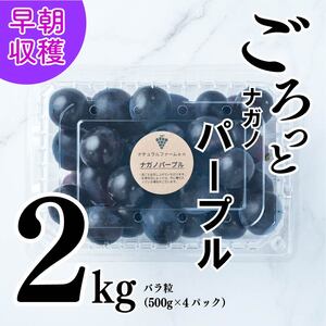 【2026年8月中旬頃から順次発送】 ぶどう ナガノパープル 2kg バラ粒 500g 4パック | 松山市産ぶどう 小分け ぐれーぷ 新着 人気 フルーツ 種なしぶどう ギフト用ぶどう くだもの 美