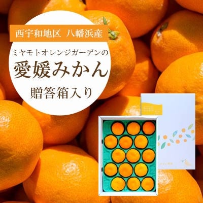 【2025年11月より順次発送】西宇和地区八幡浜産 愛媛みかん贈答用 15個入り【C25−97】【1356897】