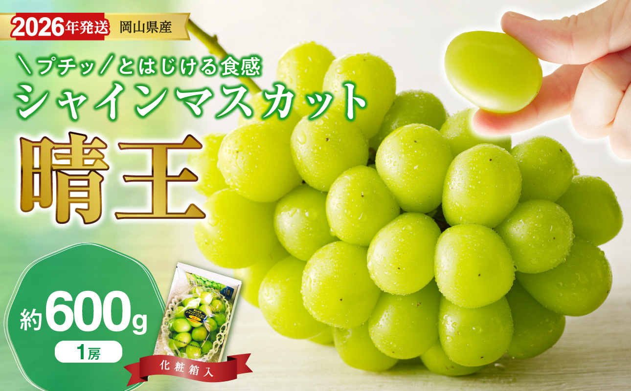 【2026年発送分 先行受付スタート！】岡山県産シャインマスカット「晴王」秀品　1房（約600g）（令和8年8月中旬～11月中旬頃発送）【 シャインマスカット 晴王 フルーツ 果物 くだもの 葡萄 ぶ