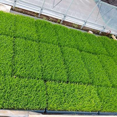 ふるさと納税 城里町 【令和7年産】城里町内・桂農産の【那珂川の清流ホタル米】20kg(5kg×4袋)「関東地方配送限定」 |  | 02