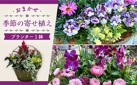 おまかせ 季節の寄せ植え プランター 1鉢 /  観葉植物 鉢植え 植物 インテリア / 大村市 /アトリウム琴花園[ACZZ008]