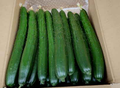 朝採りきゆうり5kg【FM02W1】 野菜 新鮮