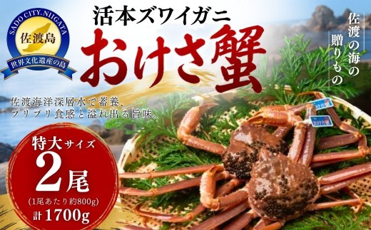 活本ズワイガニ「おけさ蟹」特大サイズ 2尾（1尾あたり約800g） 約1700g | 新潟県 佐渡産 本ズワイガニ おけさ蟹 活蟹 活き蟹 ズワイガニ カニ 蟹 かに 海鮮 魚介 魚介類 佐渡市 新潟県産カニ 佐渡産カニ 姿 かにみそ 海鮮 魚介 魚介類 新潟県産カニ 佐渡産カニ 本ズワイガニ おけさ蟹 活蟹 活き蟹 ズワイガニ 佐渡産 本ズワイガニ おけさ蟹 活蟹 活き蟹 ズワイガニ カニ
