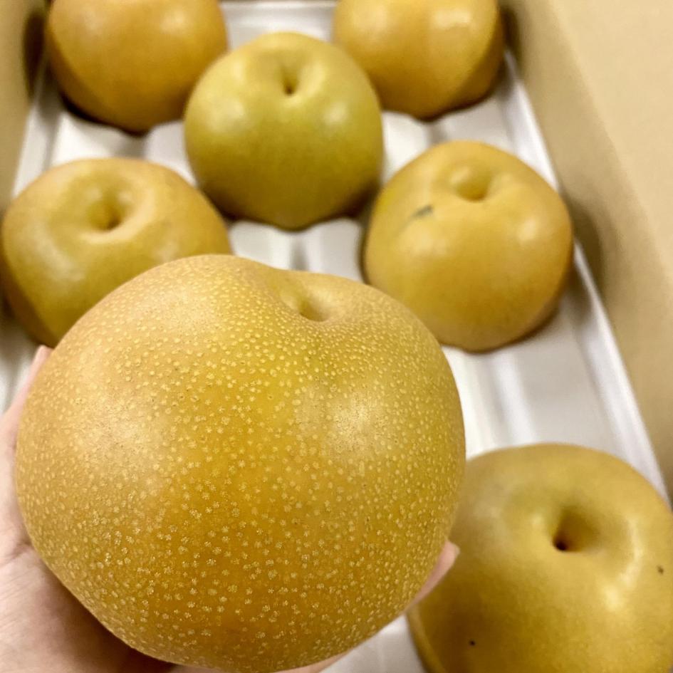 【 数量限定 】 伊万里梨 あきづき 2.5kg 令和7年産 113-B886
