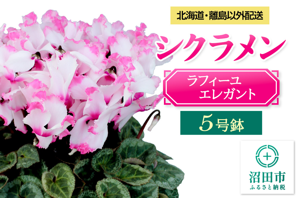 
                  《12月上旬～下旬発送》北海道・離島以外配送 シクラメン5号鉢 ラフィーユエレガント [多年草 しくらめん シクラメン]
                