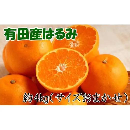 ［厳選・濃厚］紀州有田産のはるみ約4kg(サイズおまかせ) ★2027年1月下旬頃より順次発送［TM27］