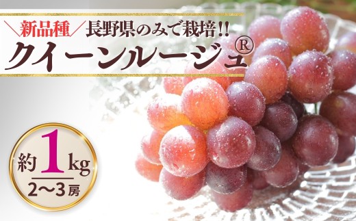 【2026年先行予約】クイーンルージュ®  約1kg（2~3房）※最低900g以上 | ぶどう 葡萄 ブドウ グレープ 赤ぶどう 種無し 種なし 皮ごと 果物 くだもの フルーツ 信州ぶどう 信州葡萄 産地直送 信州 長野 千曲市