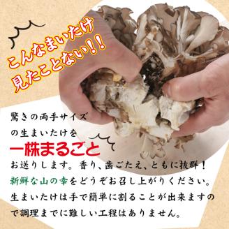 生まいたけ丸ごと一株 約800g・乾燥まいたけ 20g×2【安比まいたけ】 ／ 舞茸 まいたけ きのこ キノコ 茸