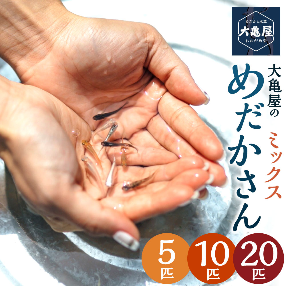 【ふるさと納税】大亀屋のミックスめだかさん 【5匹 / 10匹 / 20匹】メダカ 観賞魚 改良めだかさん ミックス おまかせ 魚 ペット 鑑賞 若魚 福岡県