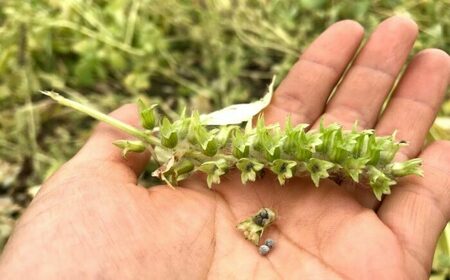 石川農園・毎日摂ろっか！えごまセット / えごま油 エゴマ油 えごまの実 えごま エゴマ 国産 / 恵那市／クリエイティブファーマーズ[AUAH008]