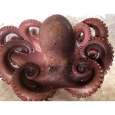 八幡浜発!竹中水産のたっぷり「浜茹で地蛸」三昧!1.5kg前後【F22−189】【配送不可地域：離島】【1043154】