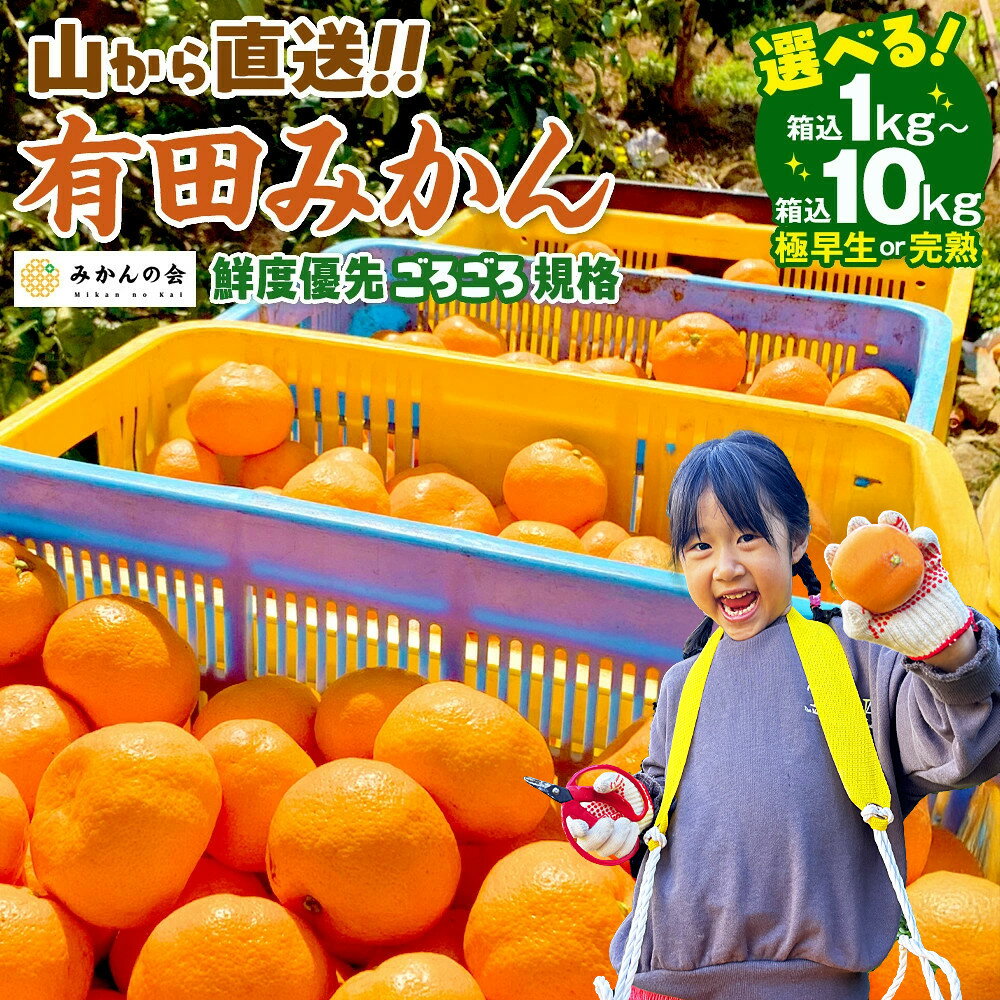 【ふるさと納税】【選べる種類・発送・内容量】みかん 訳あり 山から直送 箱込 1kg ～ 10kg ( 約 0.9kg ~ 9.2kg ) 鮮度優先ごろごろ規格 和歌山県産 産地直送 家庭用 わけあり みかんの会 | ありだみかん みかん 有田みかん 有田ミカン 年内発送 年内配送 柑橘
