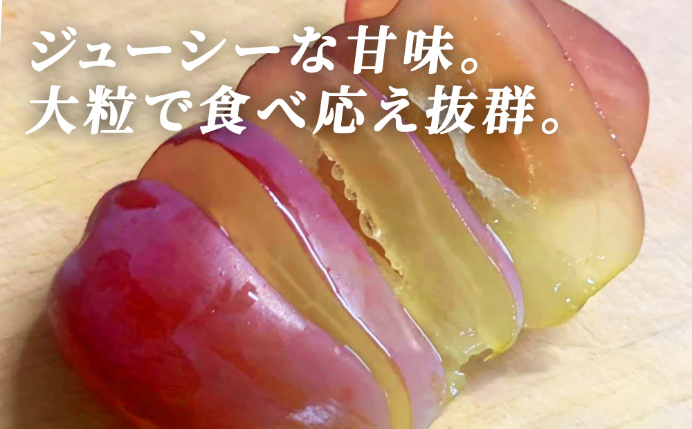 富士の輝（ぶどう） 大木町 フルーツ 果物 宝果FARM DC002