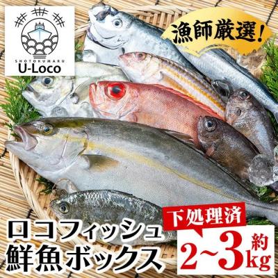 ふるさと納税 肝付町 漁師厳選!ロコフィッシュ(地魚) 下処理済 鮮魚 ボックス(約2~3kg)　A78003