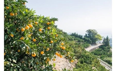 【発送は1月下旬から】 松山市中島産 甘平 L～3Lサイズ 国産 愛媛みかん 愛媛ミカン みかん ミカン mikan 蜜柑 柑橘 フルーツ 果物 くだもの お取り寄せ 産地直送 数量限定 人気 おすす