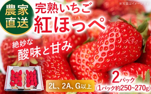 農家直送完熟いちご 紅ほっぺ 期間限定 いちご 苺 2パック 福岡県 完熟 フルーツ 果物 予約 農家直送 産地直送 ギフト 贈り物 プレゼント お取り寄せ 旬 2L 2A G【2027年2月上旬～4月末頃に順次発送】