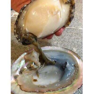 【2ヵ月毎定期便】隔月大型アワビ800gを全3回お届け!【H22-285】全3回【配送不可地域：離島・北海道・沖縄県】【4076446】