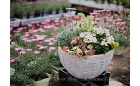 季節のおまかせ寄せ植え【3月～12月出荷予定】